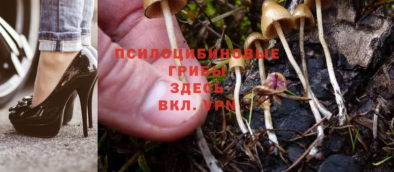 Галлюциногенные грибы Psilocybine cubensis  что такое наркотик  Чайковский 